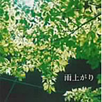 ari/雨上がり