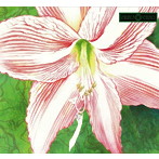 VERONICA VERONICO/AMARYLLIS