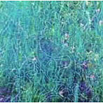 QUAKER MEETING/apoptosis