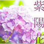 雲/紫陽花