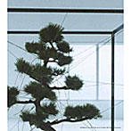 東風/鏡花水月