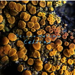 波多野敦子/Cells ＃2