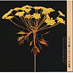 KENNY JAMES TRIO/ジャズで聴く岡本真夜作品集