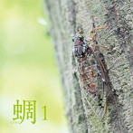 西村正弘/蜩（ヒグラシ）1