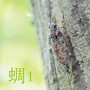 西村正弘/蜩(ヒグラシ)1