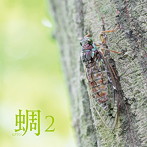 西村正弘/蜩（ヒグラシ）2