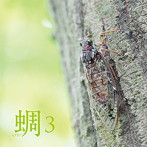西村正弘/蜩（ヒグラシ）3