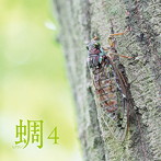 西村正弘/蜩（ヒグラシ）4