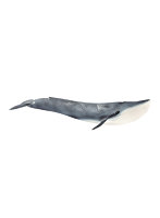 シロナガスクジラ