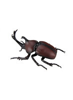 自由研究21 いきもの編 カブトムシ