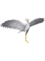 UDF FLOW Secretarybird