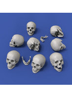 ［RM912］1/32 頭蓋骨（54mm）8個入