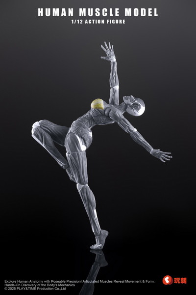 KEEPGOING Studio 人体筋肉模型 女性Ver. 1/12スケール可動フィギュア グレー