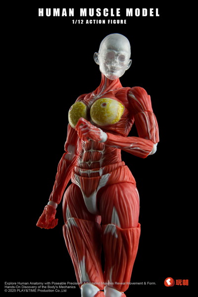 KEEPGOING Studio 人体筋肉模型 女性Ver. 1/12スケール可動フィギュア レッド
