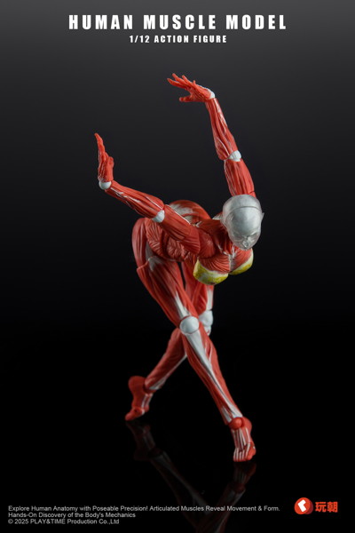 KEEPGOING Studio 人体筋肉模型 女性Ver. 1/12スケール可動フィギュア レッド