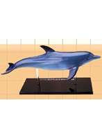 立体パズル 4D VISION 動物解剖 No.07 イルカ解剖モデル