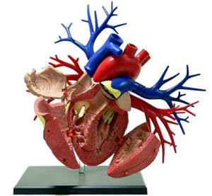 4DVISION 人体解剖モデル 19 DX心臓解剖モデル