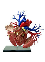 4DVISION 人体解剖モデル 19 DX心臓解剖モデル