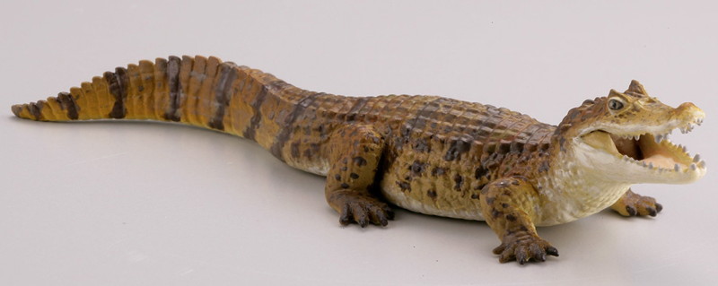 BOX販売 WILD RUSH 真・世界動物誌II ～第二章 南アメリカ・アマゾン編～