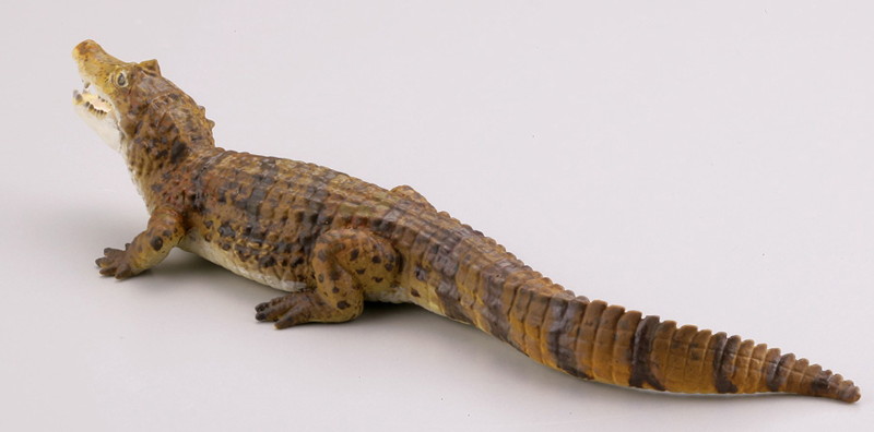 BOX販売 WILD RUSH 真・世界動物誌II ～第二章 南アメリカ・アマゾン編～