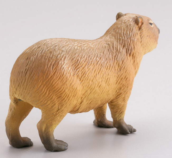 BOX販売 WILD RUSH 真・世界動物誌II ～第二章 南アメリカ・アマゾン編～