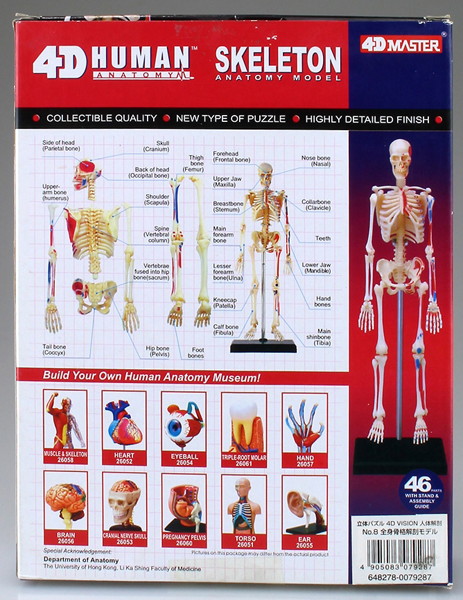 4DVISION 人体解剖モデル No.8 全身骨格解剖モデル