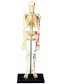 4DVISION 人体解剖モデル No.8 全身骨格解剖モデル