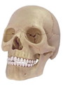 4DVISION 人体解剖モデル No.23 1/2 頭蓋骨解剖モデル