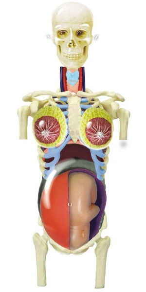 4DVISION 人体解剖モデル No.21 妊婦解剖スケルトンモデル