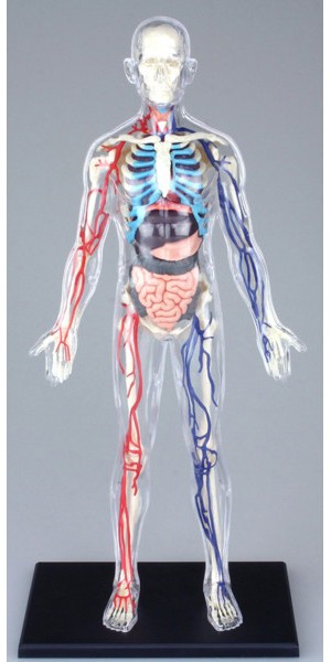 4DVISION 人体解剖モデル No.20 全身解剖スケルトンモデル