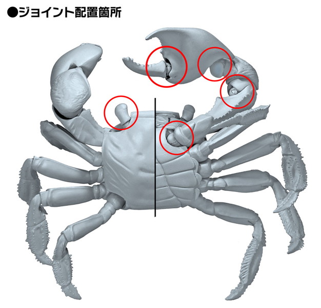 リボジオ アカテガニ