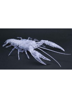 いきもの編 アメリカザリガニ（透明） 自由研究シリーズ No.24 EX-3