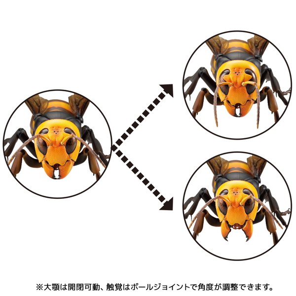 リボジオ オオスズメバチ
