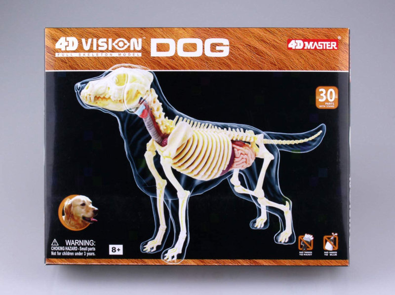 4D VISION 動物解剖モデル 犬解剖スケルトンモデル