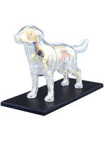 4D VISION 動物解剖モデル 犬解剖スケルトンモデル
