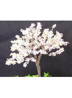 1/35 桜