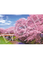 新河岸川の桜-埼玉