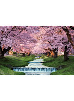 観音寺川の桜並木（福島）