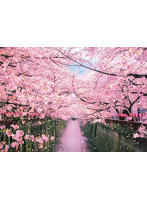 目黒川の桜並木