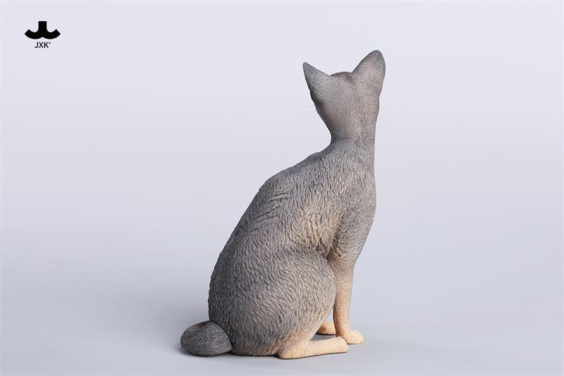 アビシニアン A