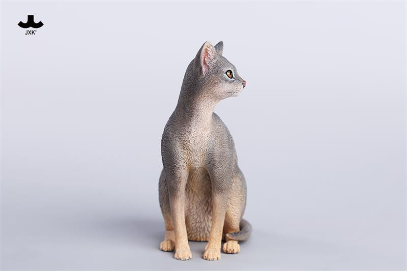 アビシニアン A