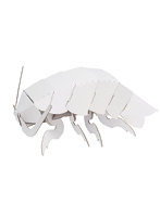 【BOX販売】ダイオウグソクムシ（1BOX=10個入）