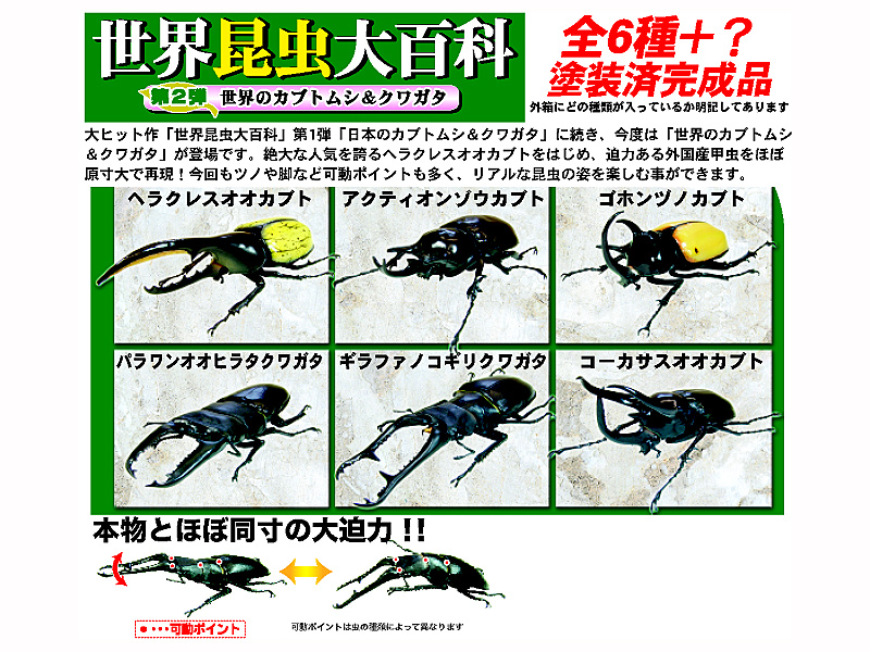 DMM.com [BOX販売 世界昆虫大百科2 世界のカブトムシ＆クワガタ