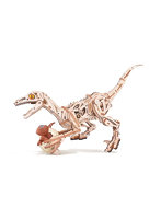 Velociraptor （英語版）