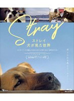 ストレイ 犬が見た世界 （ブルーレイディスク）