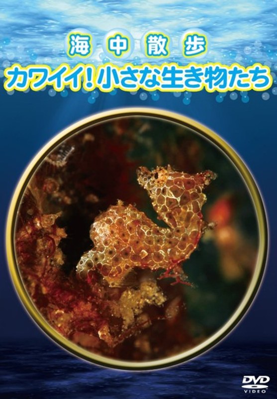 海中散歩〜カワイイ！小さな生き物たち〜