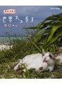 岩合光昭の世界ネコ歩き 沖縄 （ブルーレイディスク）