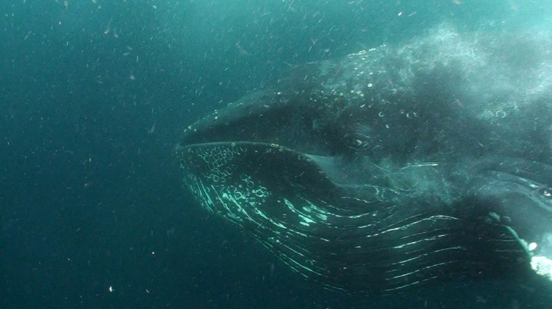 ワイルドライフ ブルーレイBOX I （ブルーレイディスク）