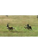 ワイルドライフ アフリカ大サバンナ 草食獣対肉食獣 生と死の攻防 のパッケージ