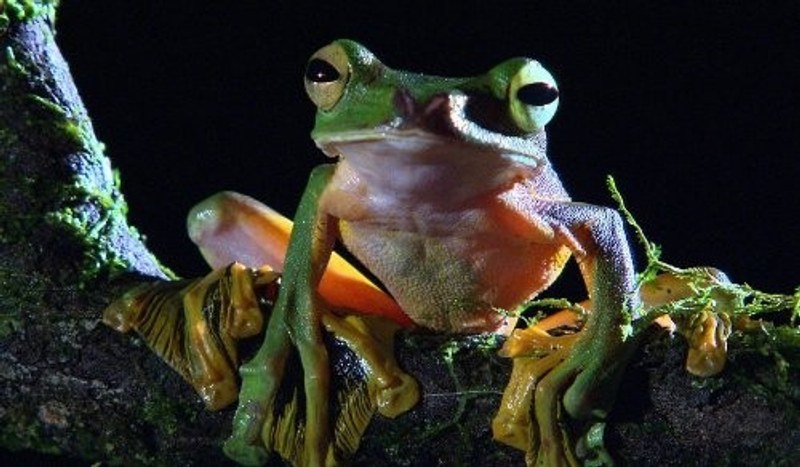 ワイルドライフ DVD-BOX V日本のTV